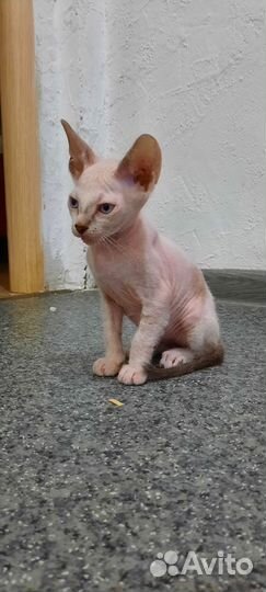 Донской сфинкс котята