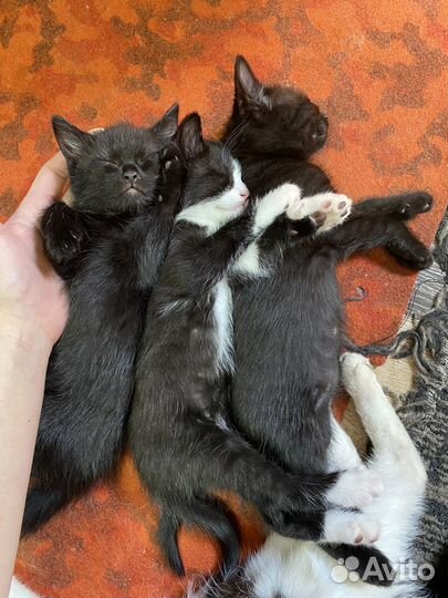 Котята в добрые руки