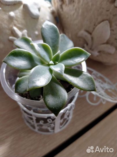 Суккуленты