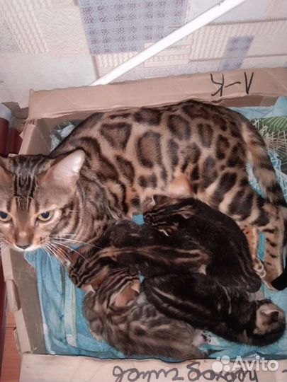 Бенгальская