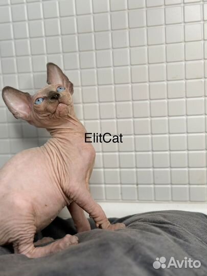 Бамбино лонг