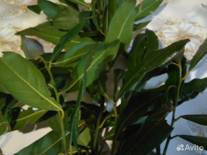 Лавровый лист