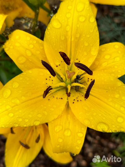 Лилии зимостойкие