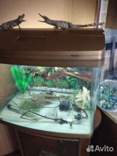 Аквариум
