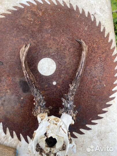 Рога косули