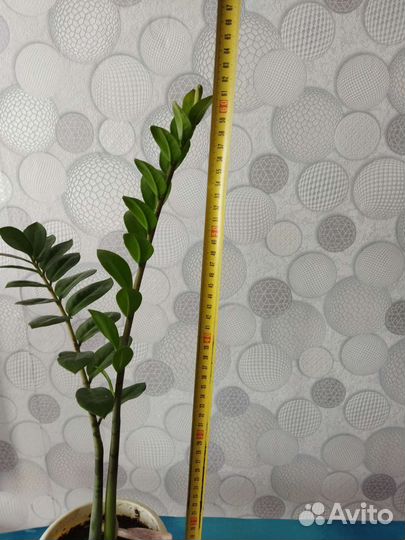 Индийский лук