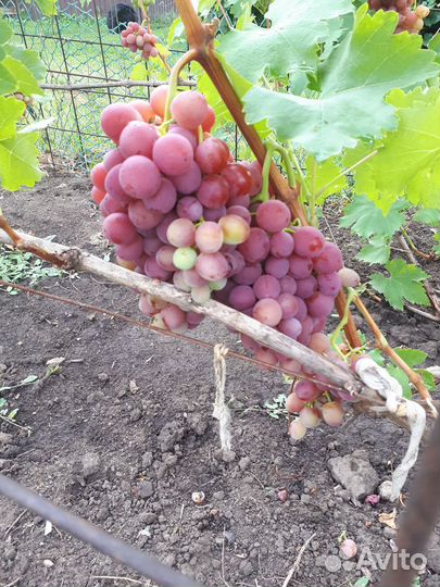 Продам виноград