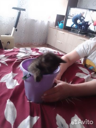 Котёнок