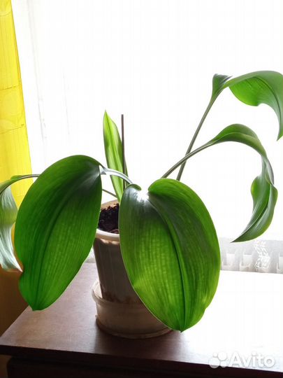 Цветы. Фикус, Эухарис (Амазонская лилия)