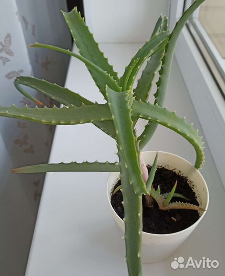 Толстянка (денежное дерево) и Алоэ