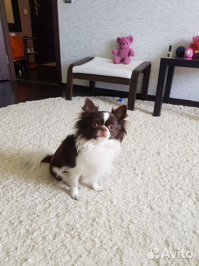 Вязка чихуахуа