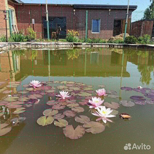 Нимфея материнский 3-х летний куст