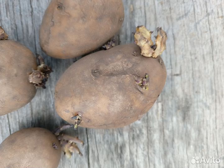 Картошка на посадку