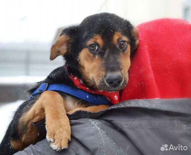 Красивый мальчик, некрупный метис