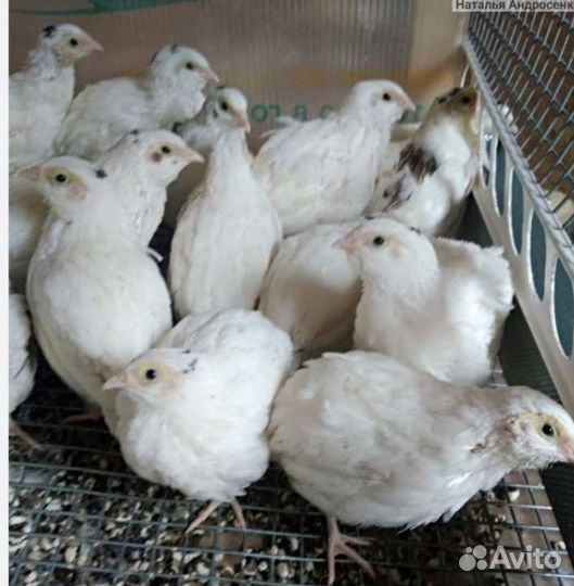 Перепела продажа