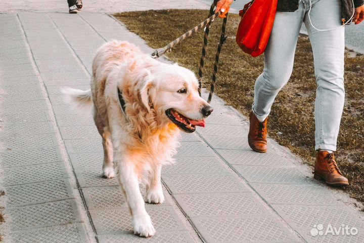 Выгул собак