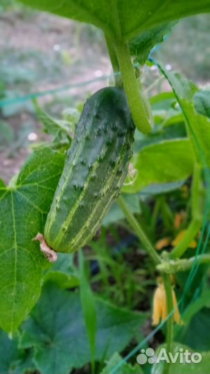 Домашние свежие огурцы, кабачки