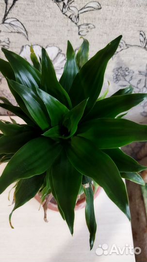 Комнатный цветок Драцена компакта