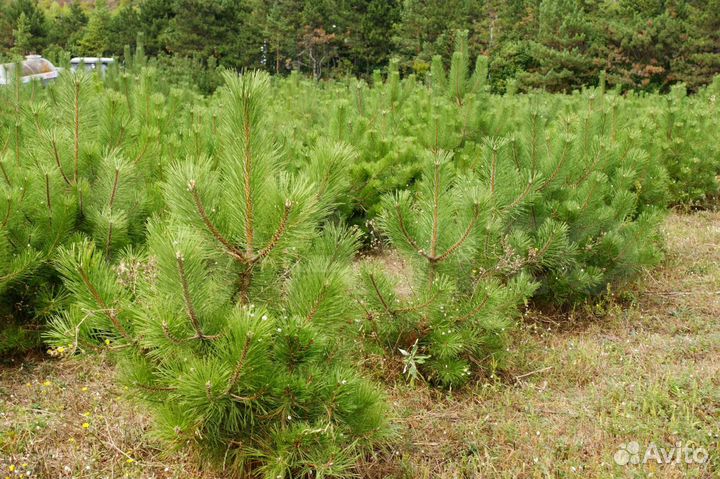 Крымская сосна