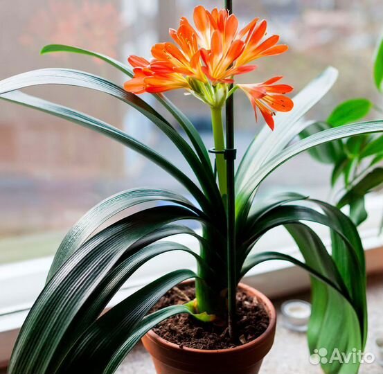 Кливия красная