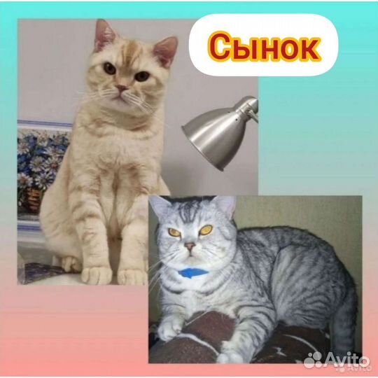 Вязка с опытным британцем Тигровый окрас табби