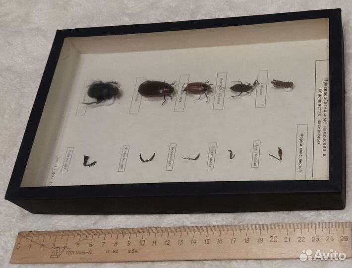 Пособие наглядное биология насекомые