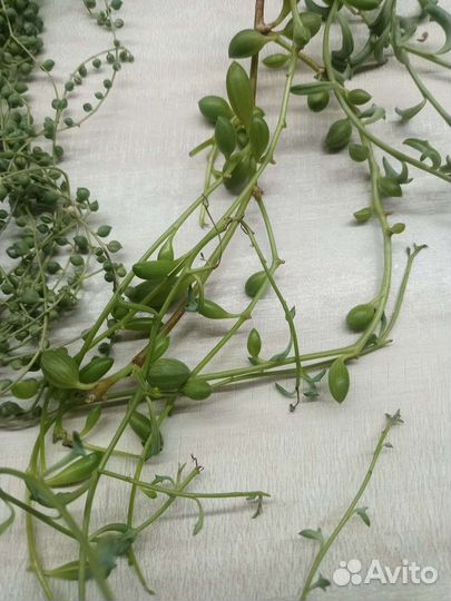 Сенецио в ассортименте