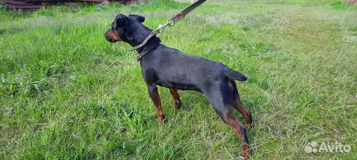 Ягдтерьет, сука