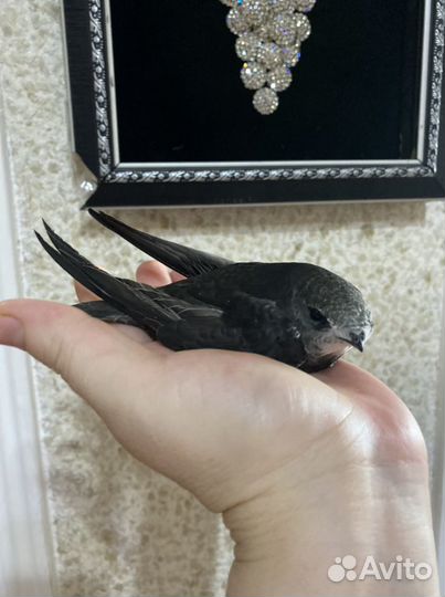 Няня у себя на дому