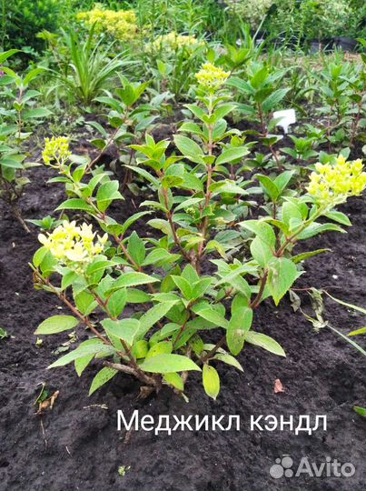Гортензия