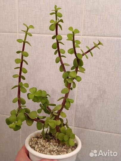 Суккуленты и кактусы, флорариум