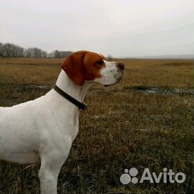 английский пойнтер - Купить недорого собаку или щенка🐕 во всех регионах |  Цены на собак разных пород | Авито