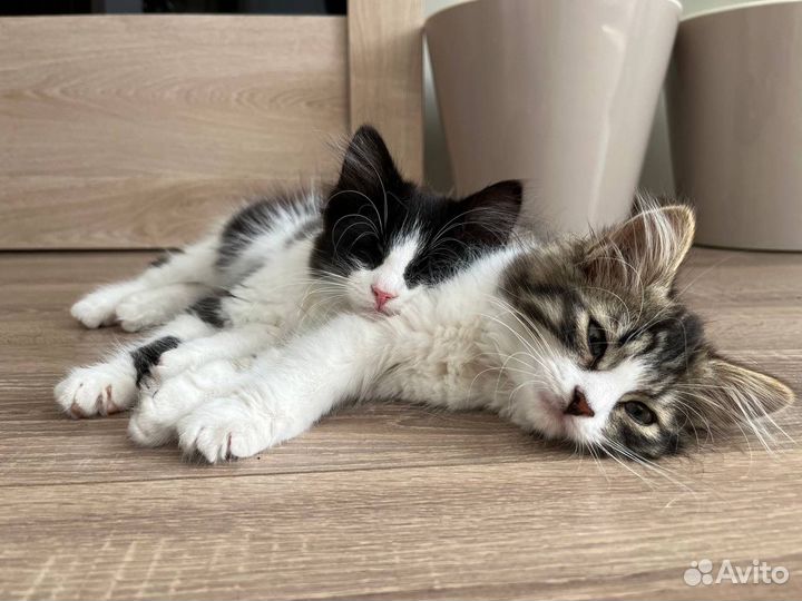 Кошки в добрые руки