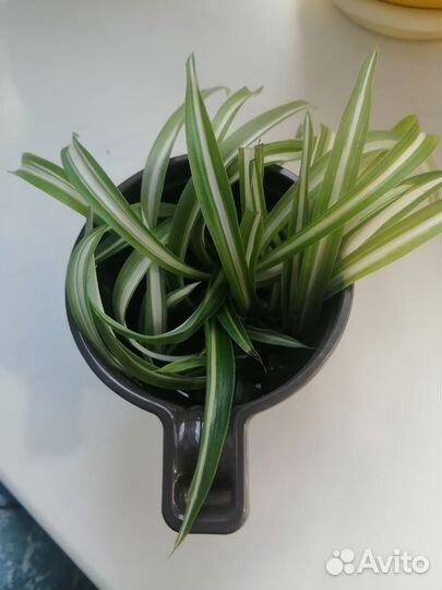 Хлорофитум