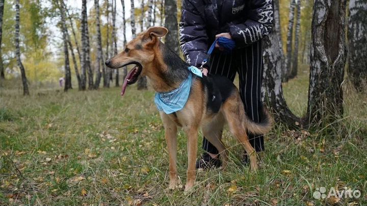 Собака из приюта