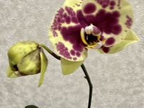 Орхидея фаленопсис Амадора