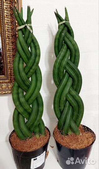 Сансевиерия цилиндрика коса