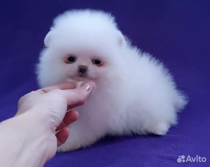 Померанские мишки