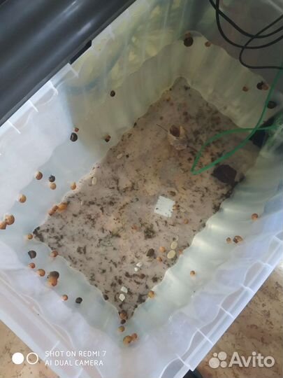 Аквариумные рыбки