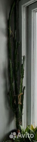 Кактус молочай