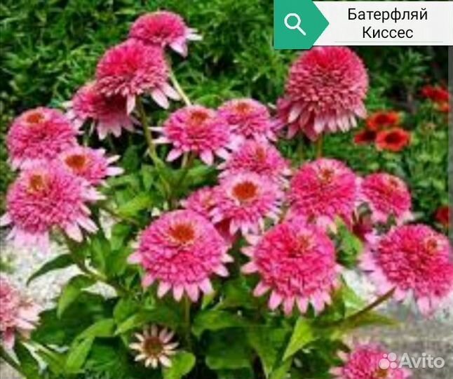 Барбарисы и эхинацея
