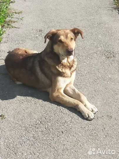 Собака в добрые руки