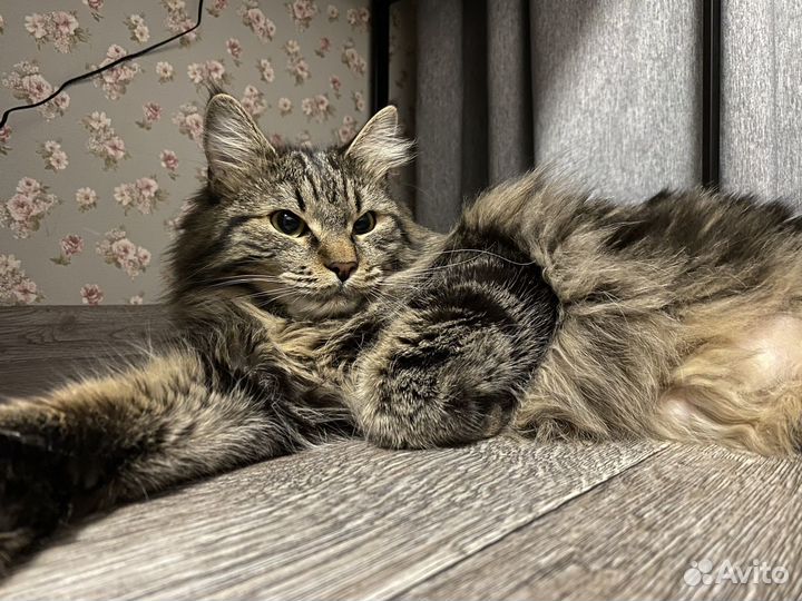 Курильский бобтейл