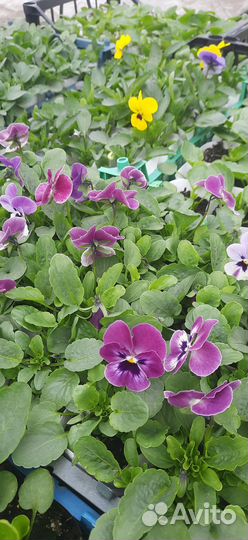 Рассада Огурцов