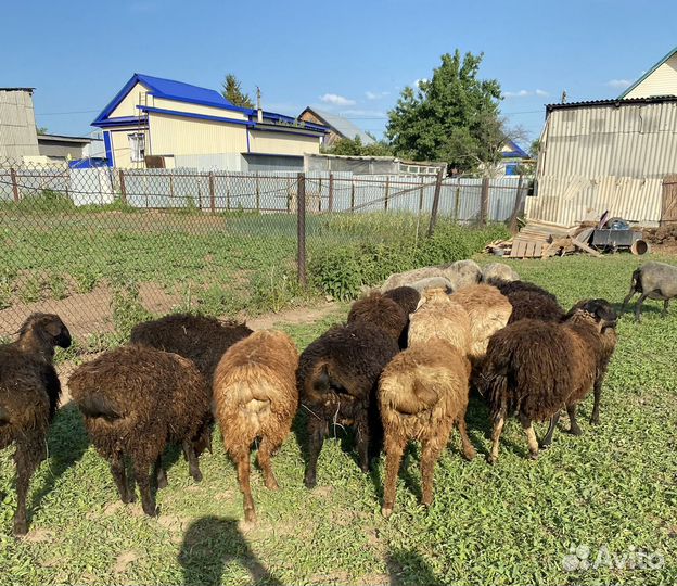 Курдючные бараны