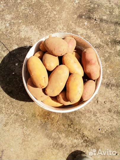 Картофель крупный домашний