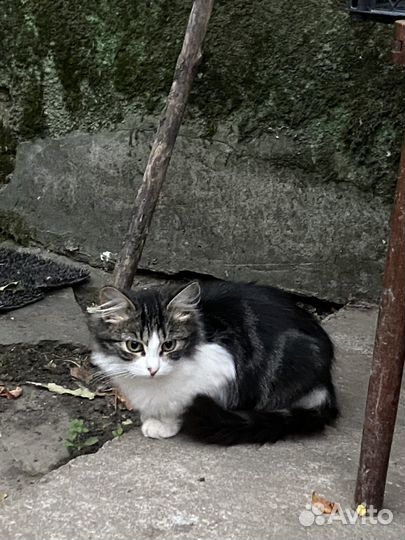 Котята бесплатно