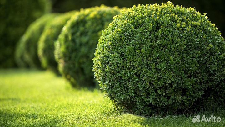 Самшит вечнозеленый (предзаказ)