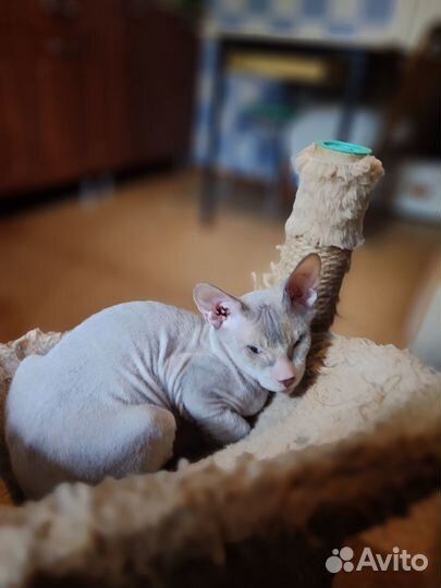 Котёнок донской сфинкс