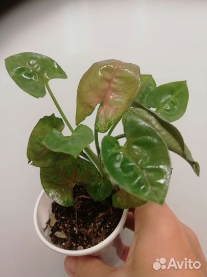 Комнатные цветы